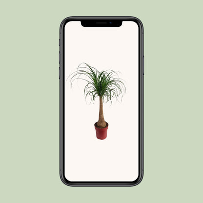 Elefantenfuß 'Maya Palm' – Pflegeleichte Zimmerpflanze 110 cm