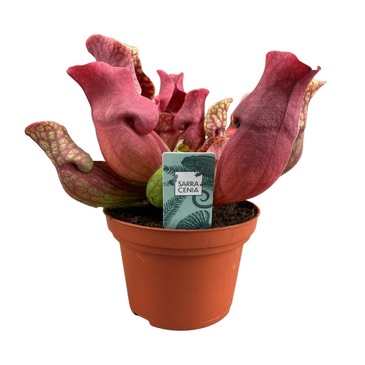 Sarracenia Maroon – Exotische Schlauchpflanze Ø12 cm