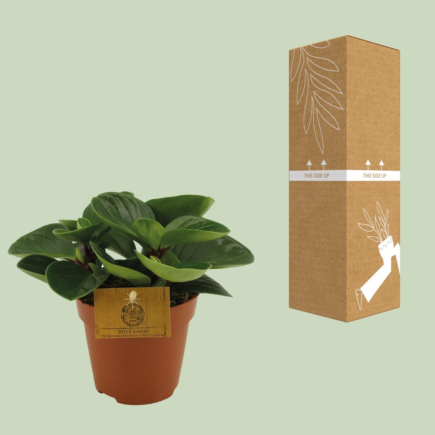 Peperomia Red Canyon – Pflegeleichte Zimmerpflanze Ø12cm