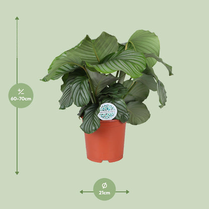 Calathea Orbifolia – Tropische, pflegeleichte Zimmerpflanze Ø21cm