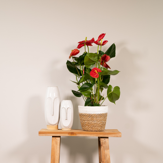 Anthurium Red – Pflegeleichte Zimmerpflanze mit roten Blüten