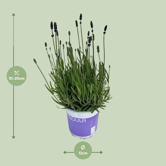 Lavendel 'Hidcote Blue' – Duftende, pflegeleichte Pflanze