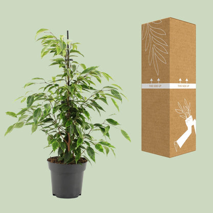 Ficus Benjamina Anastasia – Pflegeleichte Zimmerpflanze Ø14cm
