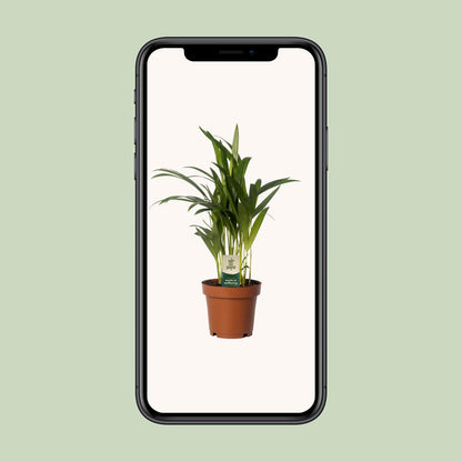 Dypsis lutescens – Pflegeleichte Bambuspalme Ø12cm, 40cm hoch