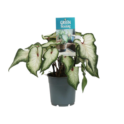 Caladium Wit – Pflegeleichte Zimmerpflanze Ø12cm