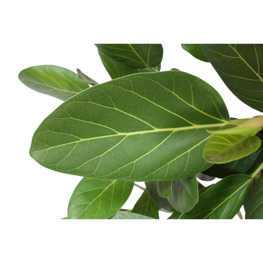 Ficus Benghalensis vertakt – Große pflegeleichte Zimmerpflanze 140 cm