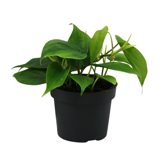 Philodendron Scandens – Pflegeleichte grüne Zimmerpflanze Ø12cm