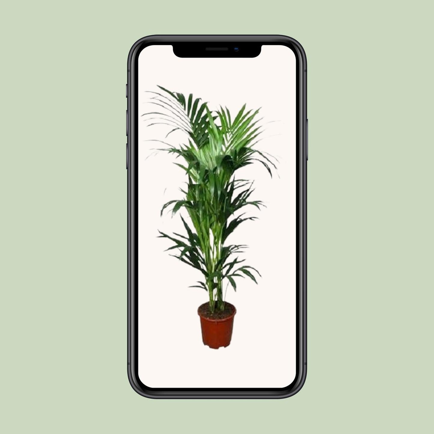 Howea forsteriana – Kentia-Palme Ø24cm, 150cm hoch