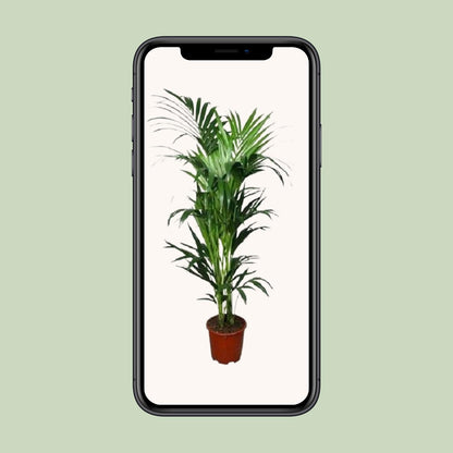 Howea forsteriana – Kentia-Palme Ø24cm, 150cm hoch