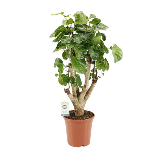 Aralie 'Lemon' – Pflegeleichte Zimmerpflanze Ø17cm