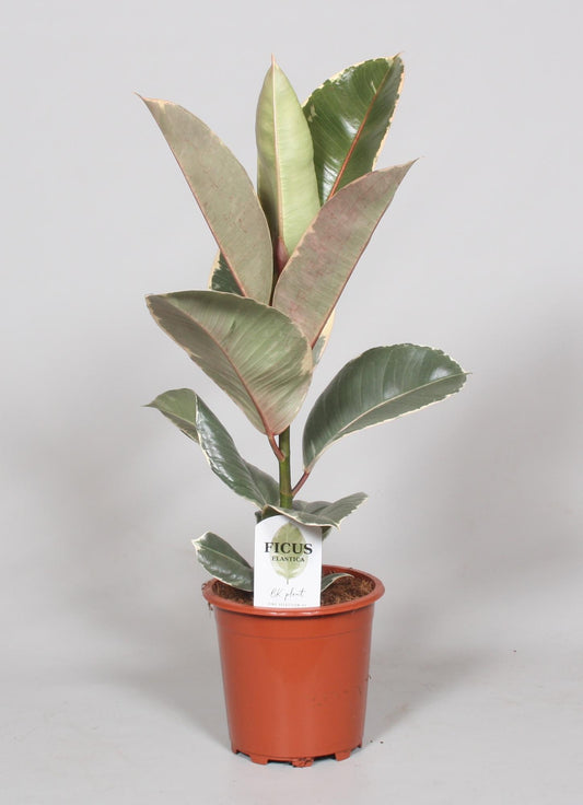 Gummibaum Tineke – Pflegeleichte Zimmerpflanze Ø17cm, 60cm hoch