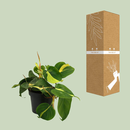 Lophospermum Brasil Scandens – Pflegeleichte Kletterpflanze Ø12cm