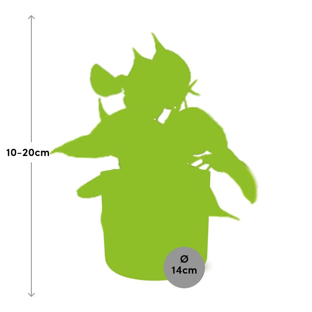 Philodendron Scandens ‘Brasil’ in ELHO b.for soft rond 14cm brique