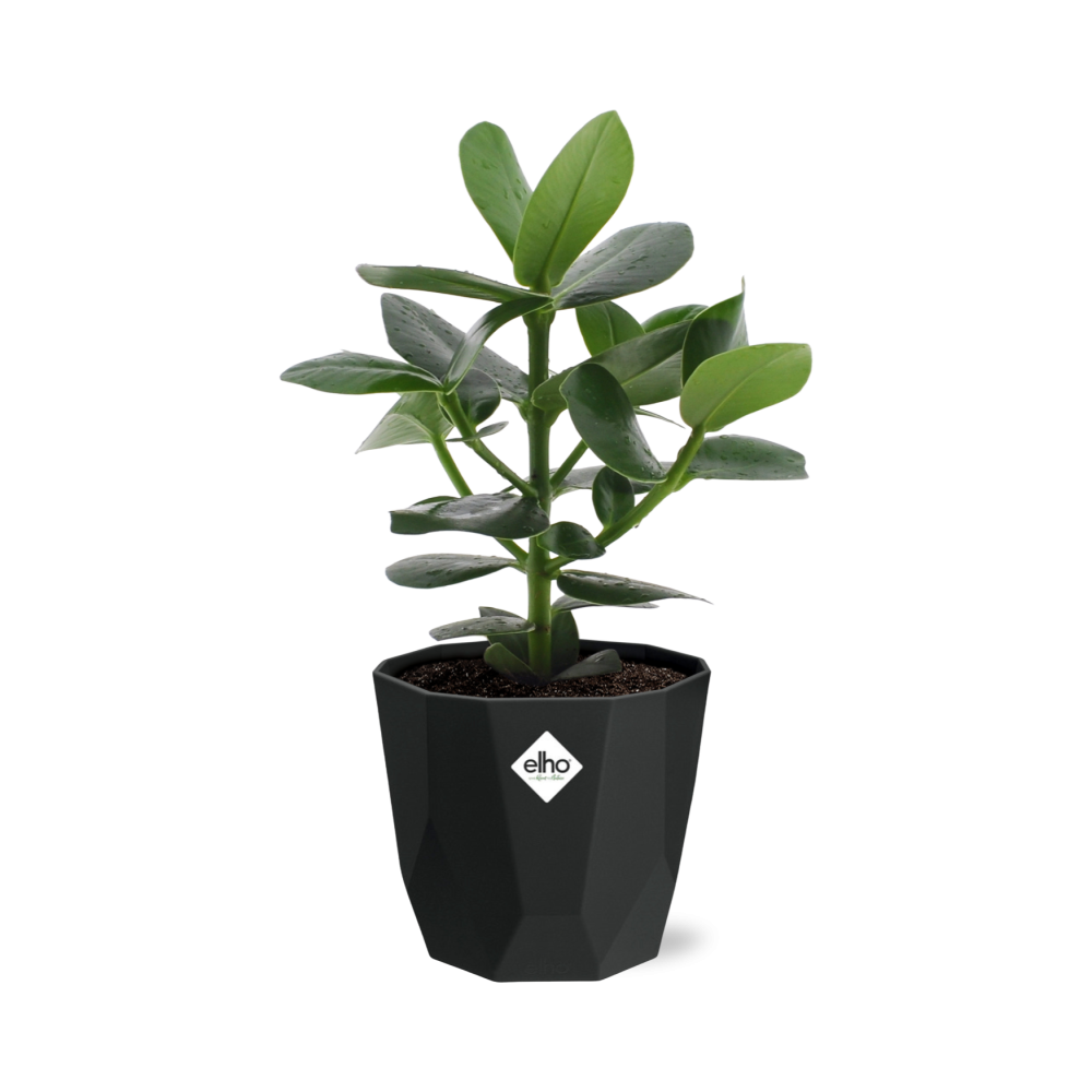 Clusia Princess – Luftreinigende Zimmerpflanze in 14cm Topf