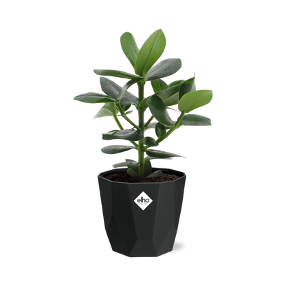 Clusia Princess – Luftreinigende Zimmerpflanze in 14cm Topf