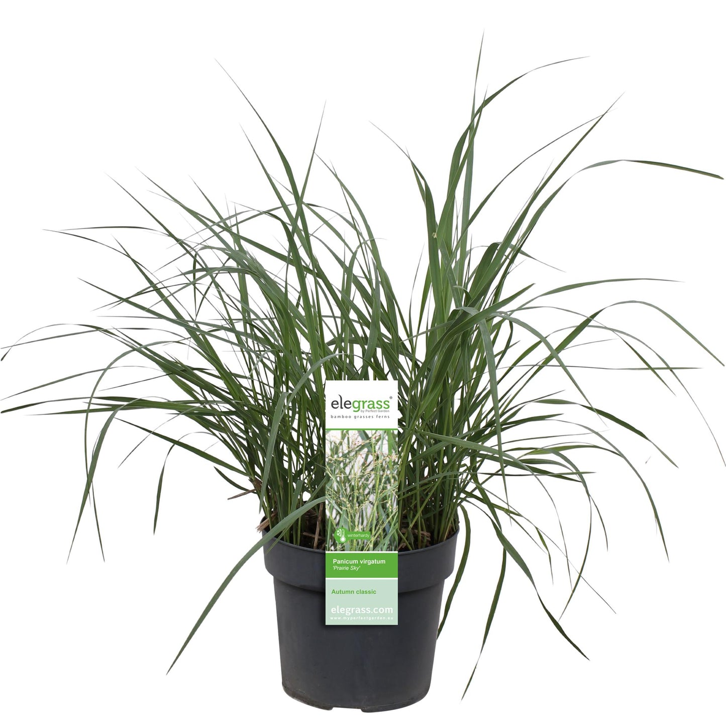 Panicum virgatum 'Prairie Sky' – Pflegeleichtes Ziergras Ø19cm
