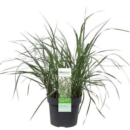 Panicum virgatum 'Prairie Sky' – Pflegeleichtes Ziergras Ø19cm