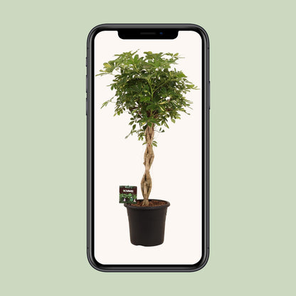 Schefflera Gold Capella – Pflegeleichte Schirmpflanze Ø32cm