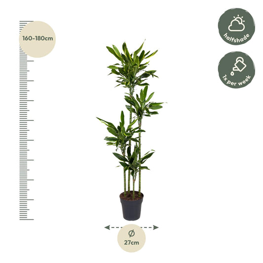 Dracaena Golden Coast – 170 cm, pflegeleichte Zimmerpflanze