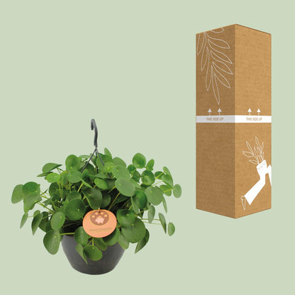 Pilea Peperomioides – Pflegeleichte Zimmerpflanze Ø27cm