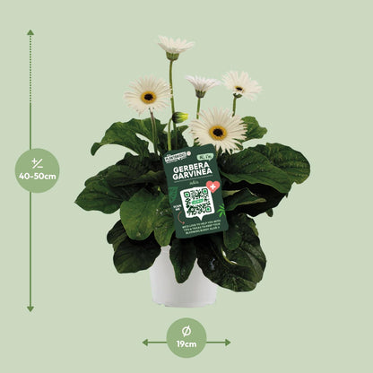 Garvinea Gerbera Wit – Pflegeleichte Gartenblume Ø19cm