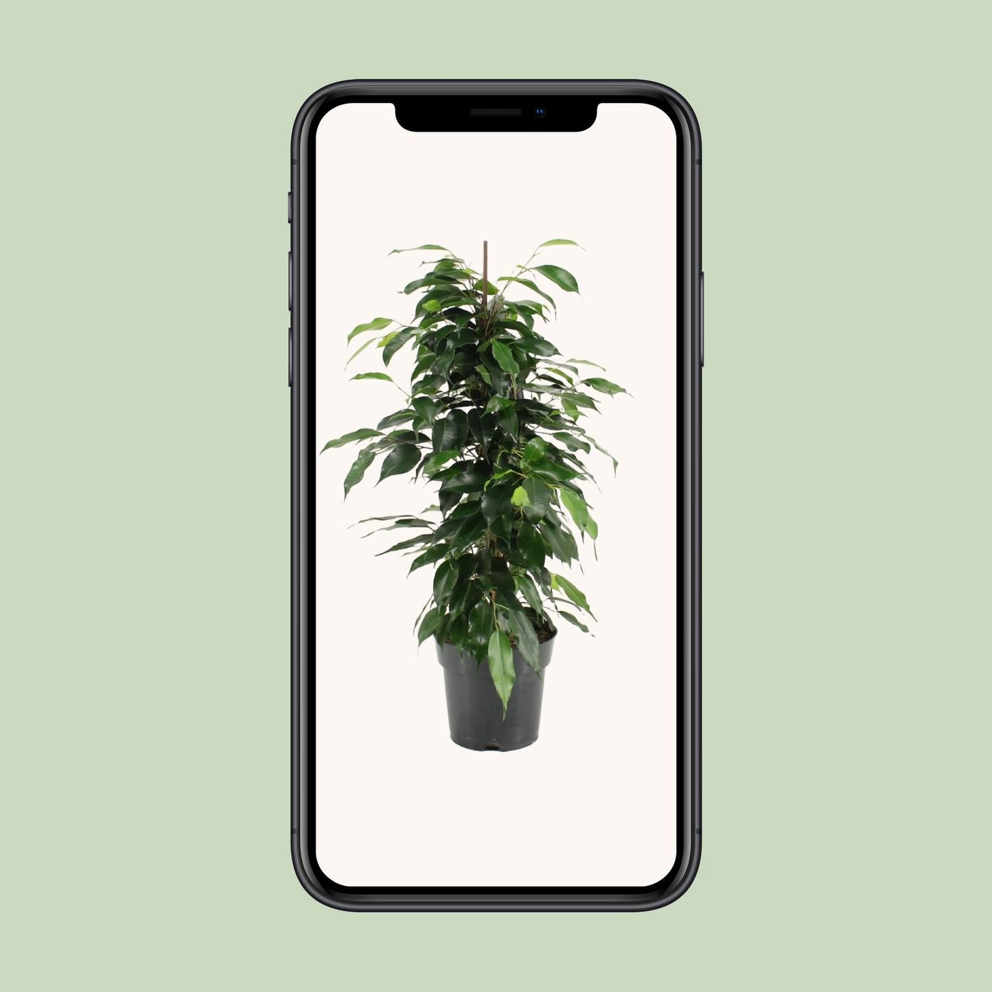 Ficus Benjamina Danielle – Pflegeleichte Zimmerpflanze Ø17cm