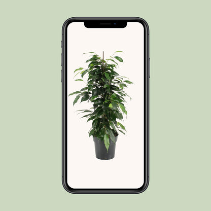 Ficus Benjamina Danielle – Pflegeleichte Zimmerpflanze Ø17cm