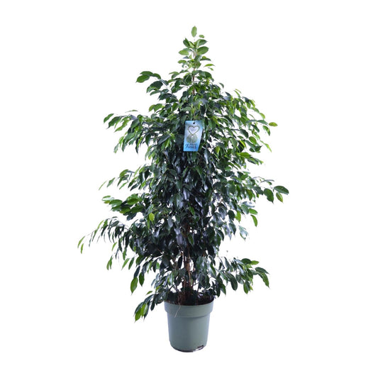 Ficus Benjamina Danielle – Eleganter Zimmerfeigenbaum Ø27cm