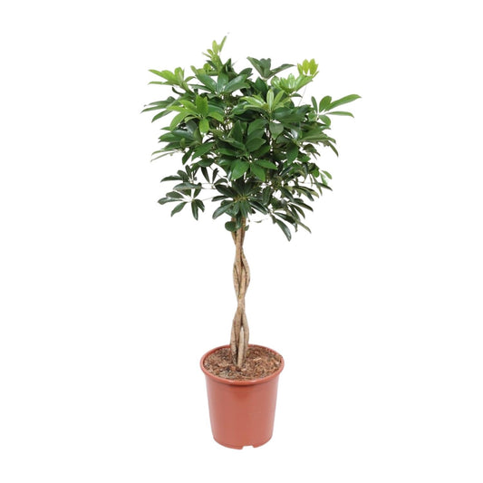Schefflera Arboricola Compacta – Pflegeleichte Schirmpflanze Ø27cm