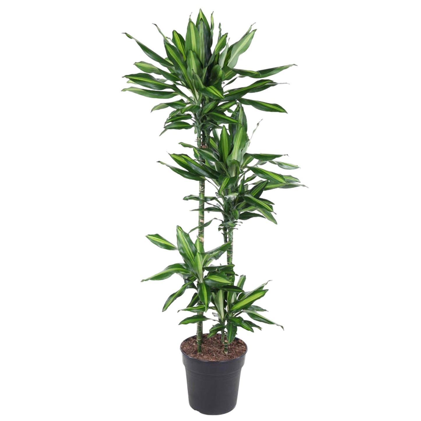 Dracaena Cintho – 150 cm, pflegeleichte Zimmerpflanze