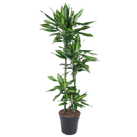 Dracaena Cintho – 150 cm, pflegeleichte Zimmerpflanze