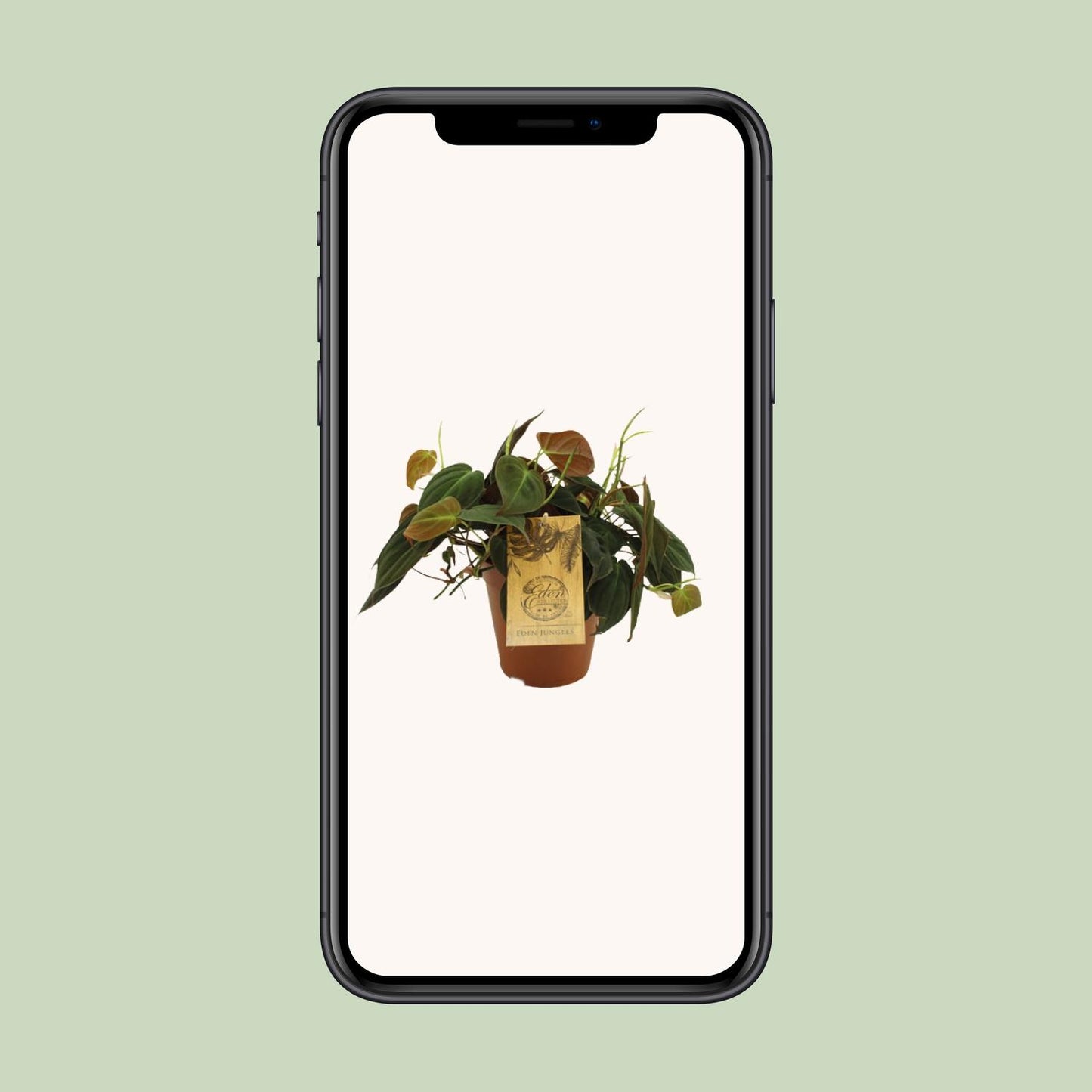 Philodendron Micans – Samtpflanze Ø15cm, 40cm Höhe