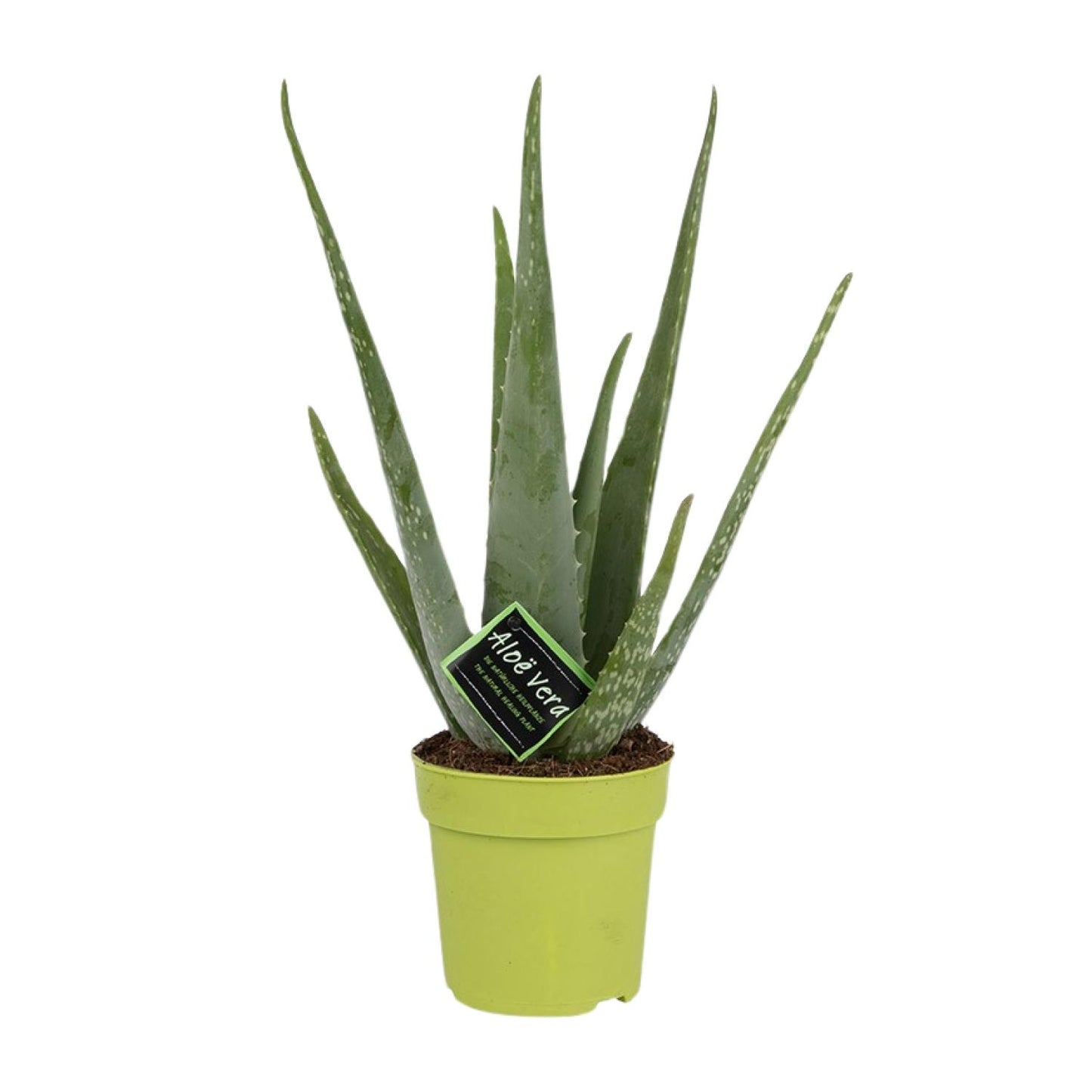 Aloe Vera Zimmerpflanze Ø12cm, 45cm hoch – Pflegeleicht & Luftreinigend