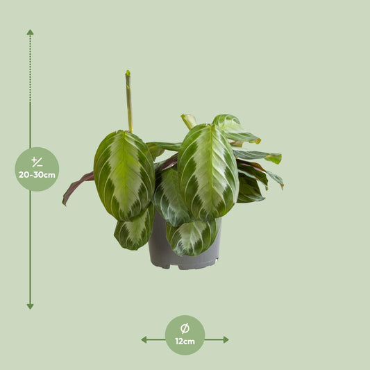 Maranta Silver Band – Pflegeleichte Zimmerpflanze Ø12cm