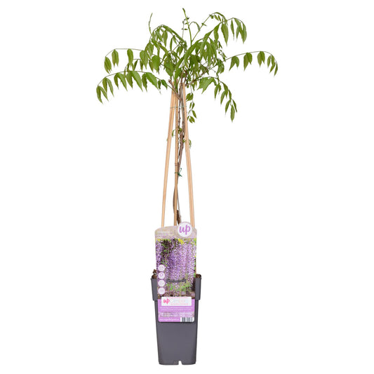 Wisteria floribunda 'Naga Noda' – Purpurner Regen – Ø15cm Topf