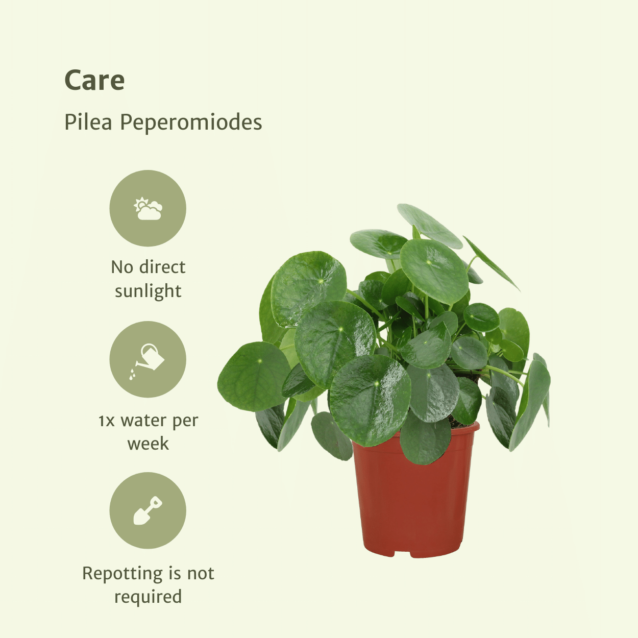 2x Pilea Peperomiodes – Pfannkuchenpflanze, 25 cm, ø15 cm