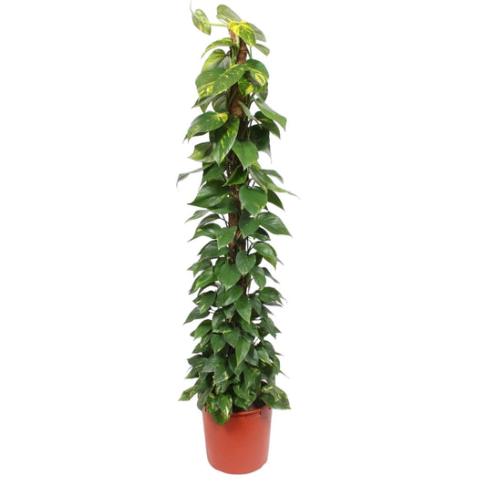 Epipremnum Aureum Mosstok – 180 cm, Ø34 cm, pflegeleicht