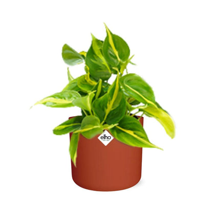 Philodendron Scandens ‘Brasil’ in ELHO b.for soft rond 14cm brique