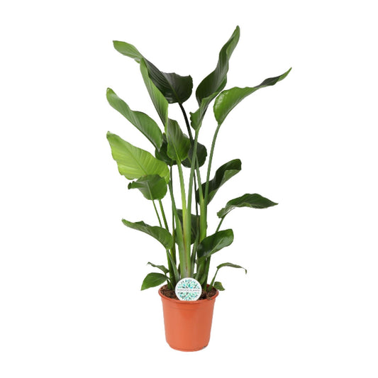 Strelitzia Nicolai – Exotische Paradiesvogelblume Ø24cm, 110cm hoch