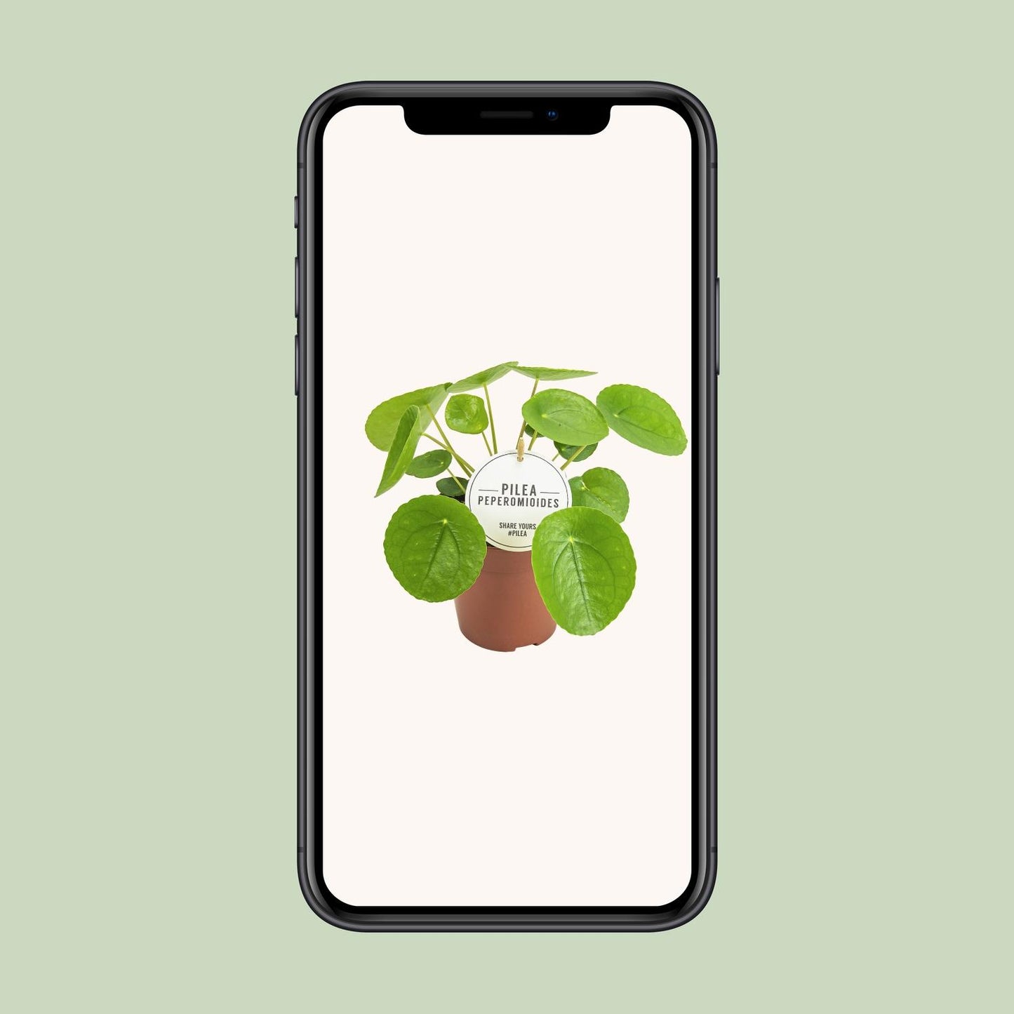 Pilea Peperomioides – Pflegeleichte Aluminium-Pflanze Ø13cm