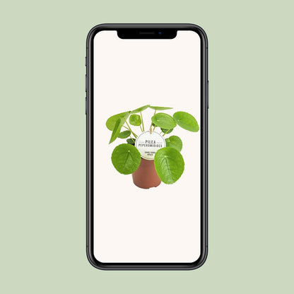 Pilea Peperomioides – Pflegeleichte Aluminium-Pflanze Ø13cm