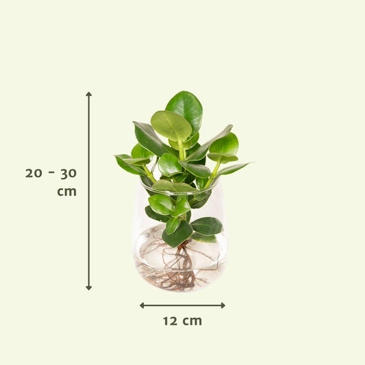 Clusia Hydroponie-Pflanzenmix im Glas Ø12cm – Pflegeleicht & Modern