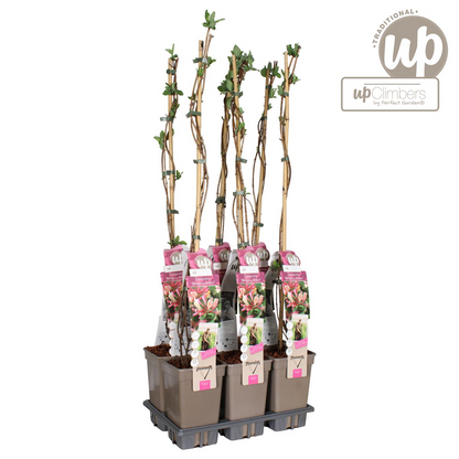 Duft-Heckenkirsche 'Belgica' – Kletterpflanze Ø15cm, 65cm hoch
