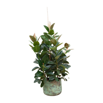 Ficus Robusta verzweigt – pflegeleichte Zimmerpflanze 150 cm