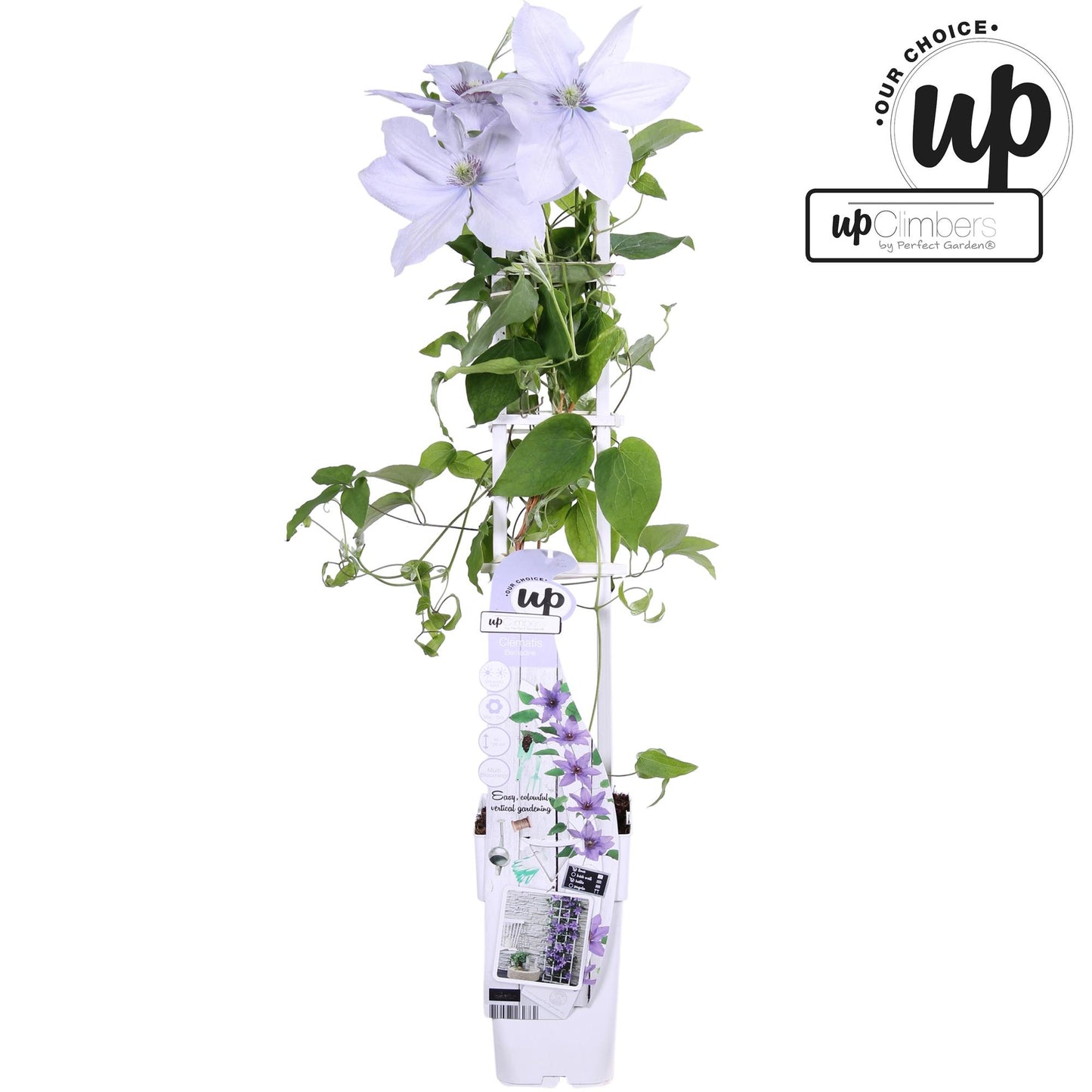 Clematis Bernadine – Kompakte Kletterpflanze mit Lavendelblüten