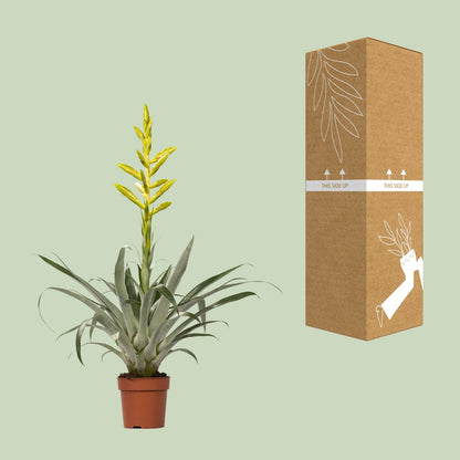 Tillandsia Oerstediana – pflegeleichte Luftpflanze Ø12cm