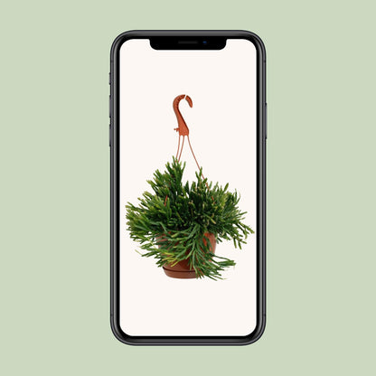 Rhipsalis Ewaldiana – Pflegeleichte Trendpflanze Ø17cm