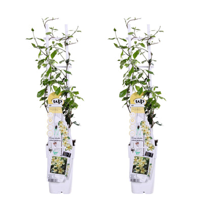 Sternjasmin 'Star of Toscana' – Duftende Kletterpflanze 65 cm