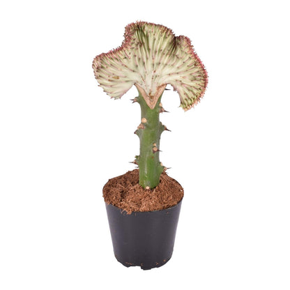 Euphorbia lactea Cristata – Korallen-Kaktus 30 cm
