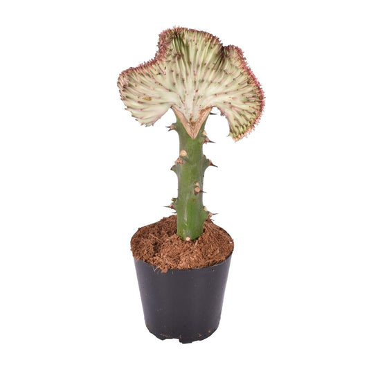 Euphorbia lactea Cristata – Korallen-Kaktus 30 cm